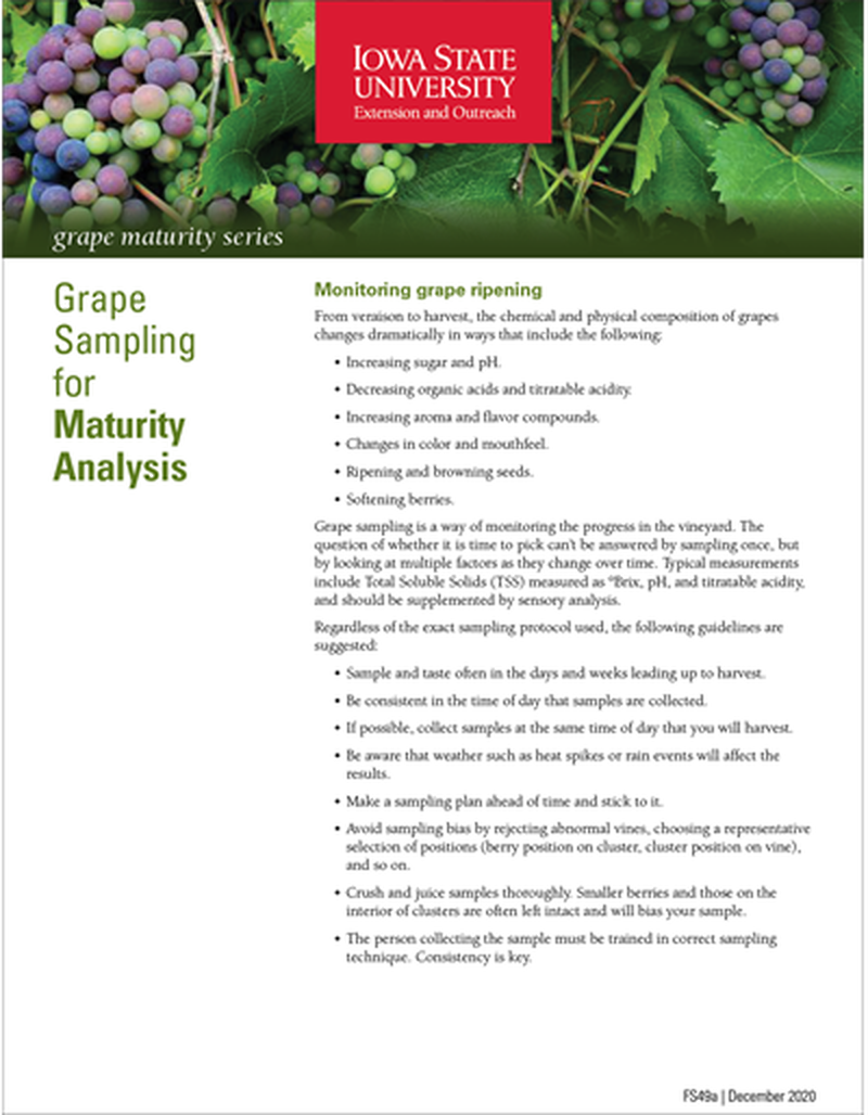 Grape Sampling for Maturity Analysis - Grape Maturity Series image number 0