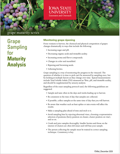 Grape Sampling for Maturity Analysis - Grape Maturity Series