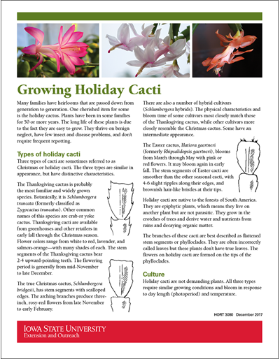 Growing Holiday Cacti