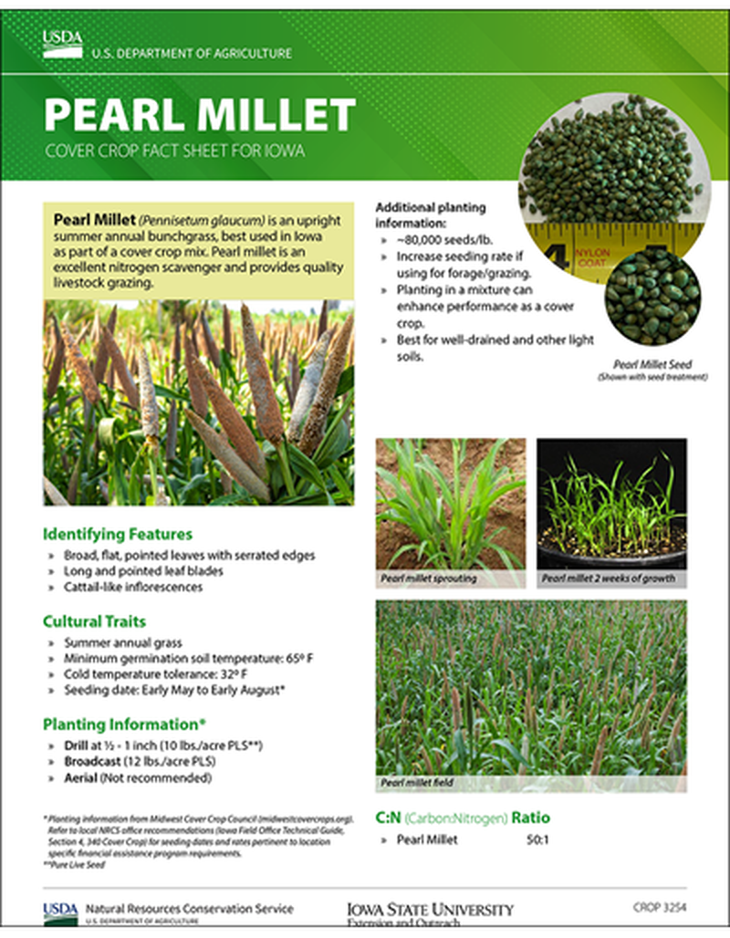 Pearl Millet: Cover Crop Fact Sheet for Iowa image number 0