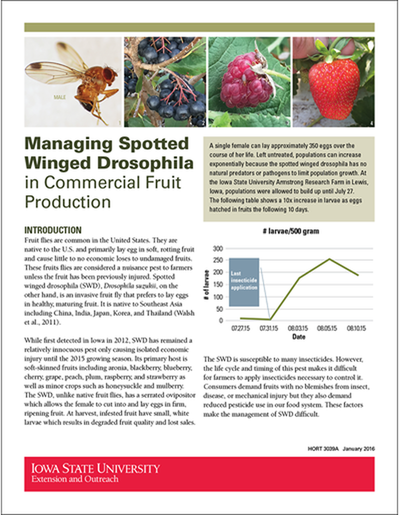 Managing Spotted Winged Drosophila in Commercial Fruit Production image number 0