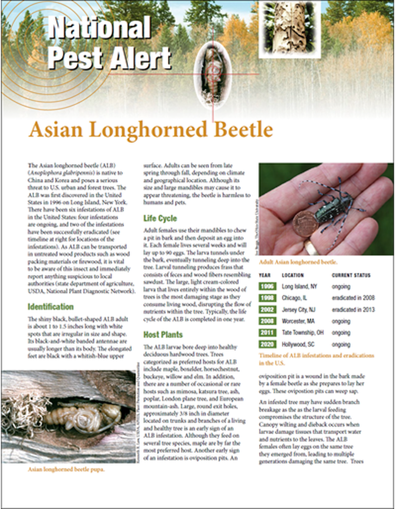 National Pest Alert - Asian Longhorned Beetle image number 0