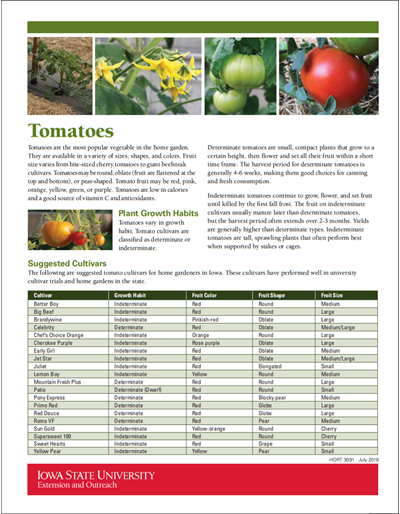 Tomatoes