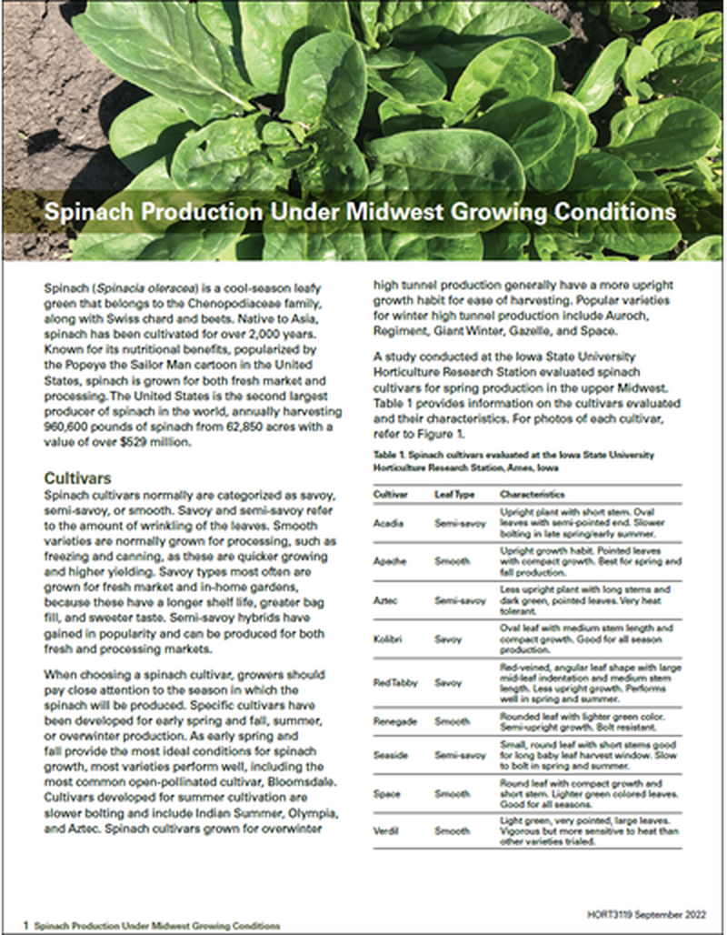Spinach Production Under Midwest Growing Conditions image number 0