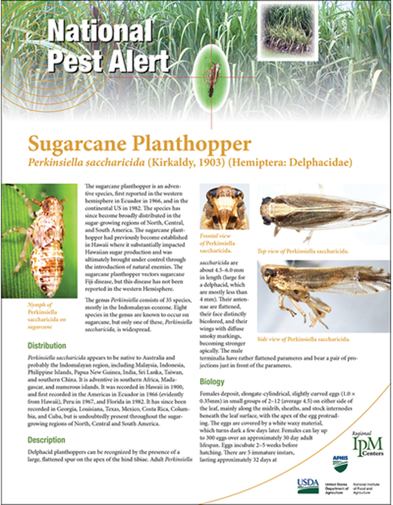 National Pest Alert - Sugarcane Planthopper (Unit=50) image number 0