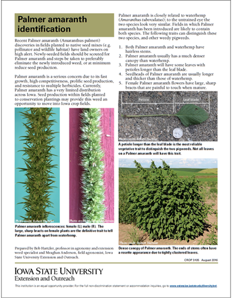 Palmer amaranth identification image number 0