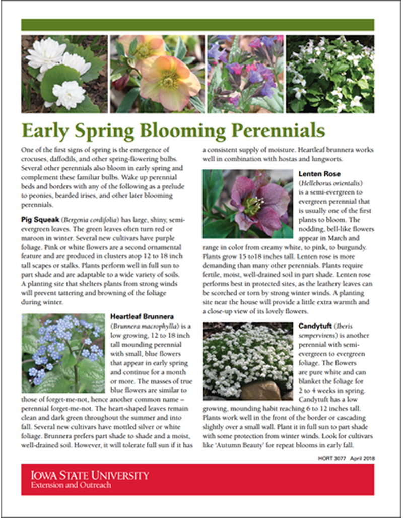 Early Spring Blooming Perennials image number 0