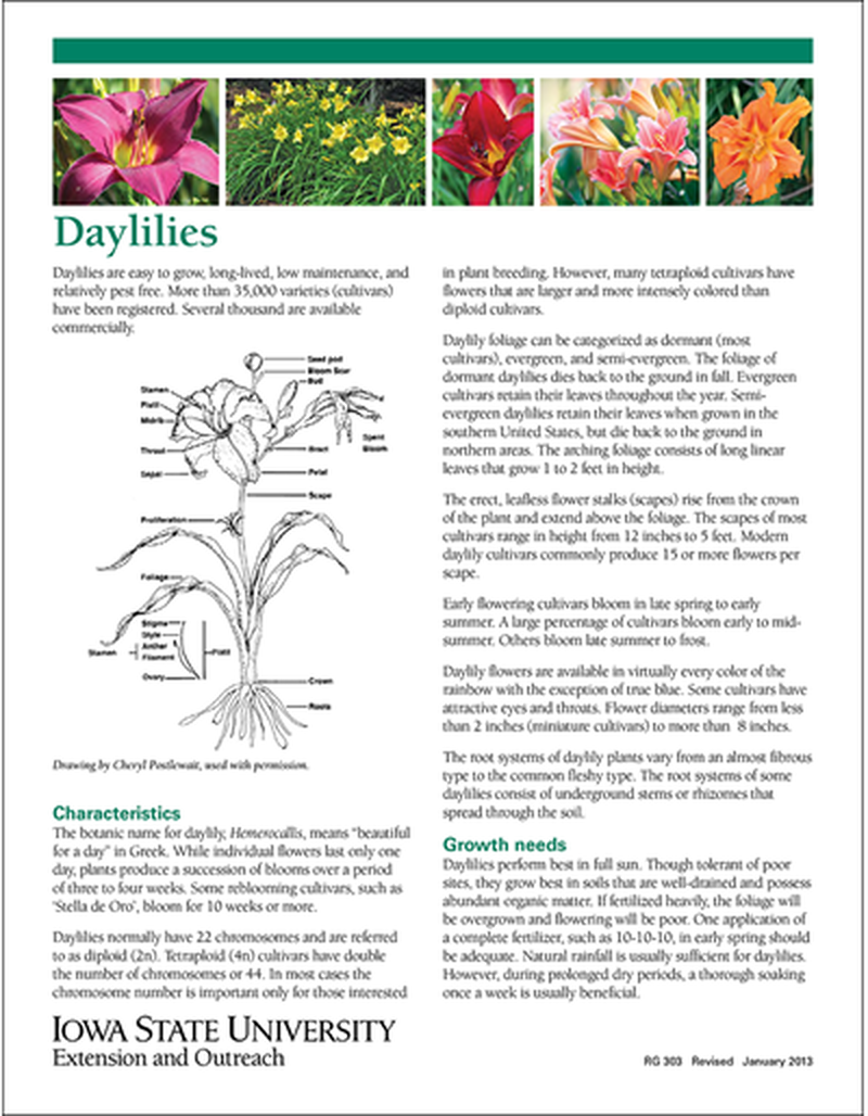 Daylilies image number 0