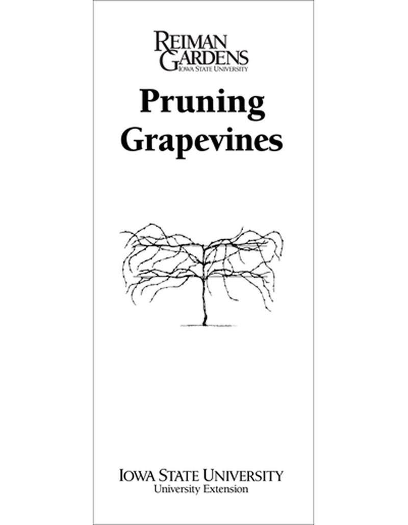 Pruning Grapevines -- Reiman Gardens image number 0