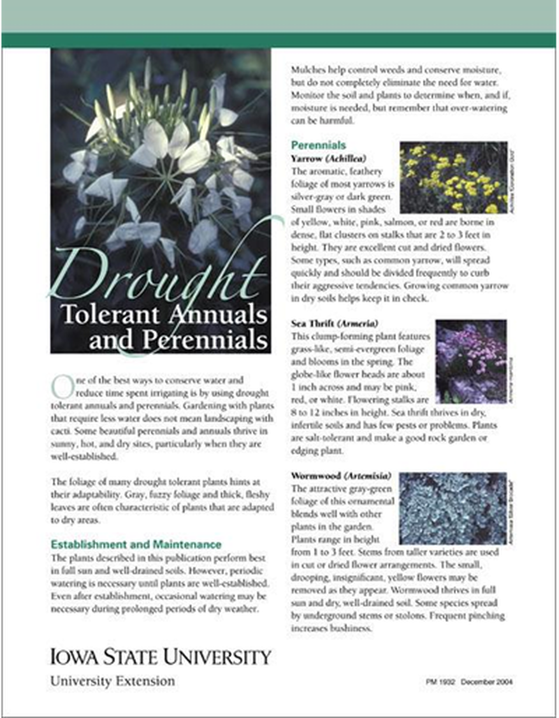 Drought Tolerant Annuals and Perennials image number 0