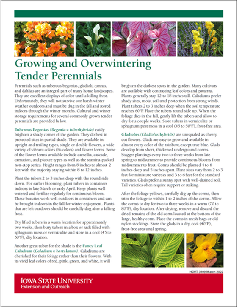 Growing and Overwintering Tender Perennials image number 0