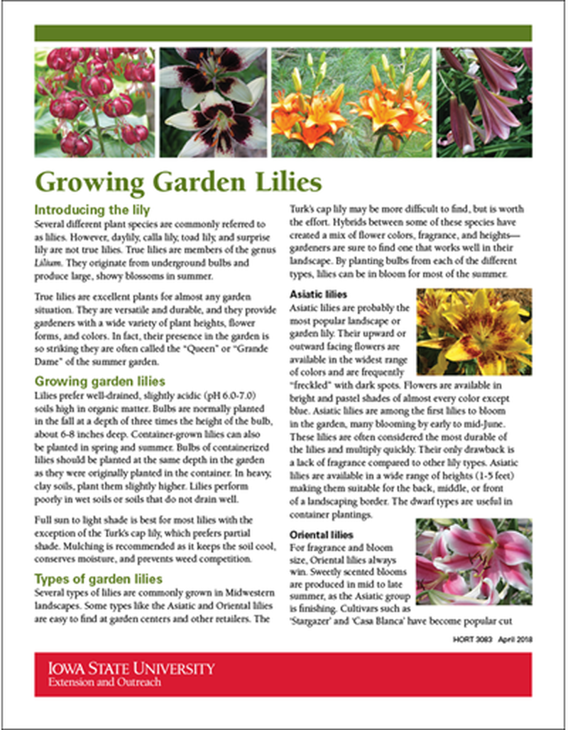Growing Garden Lilies image number 0