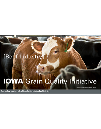 Beef Industry Module