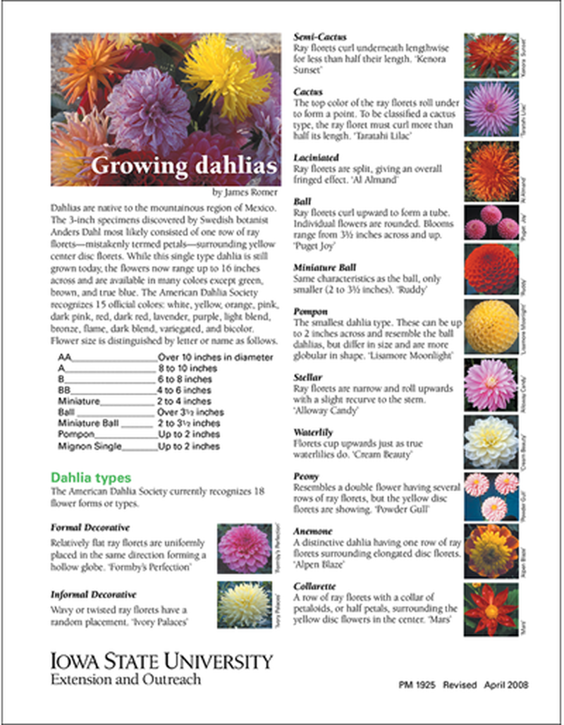 Growing Dahlias image number 0