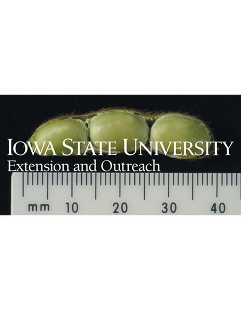 Pod and bean of R6 plant image number 0