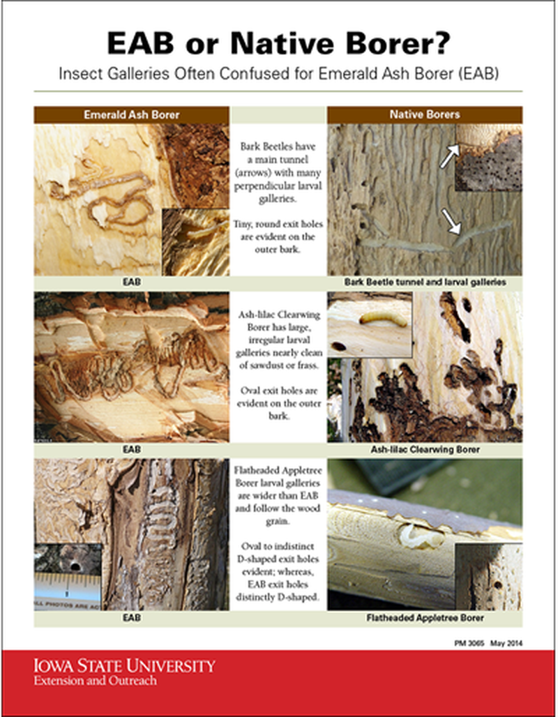 EAB or Native Borer? image number 0
