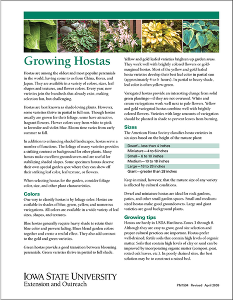 Growing Hostas image number 0