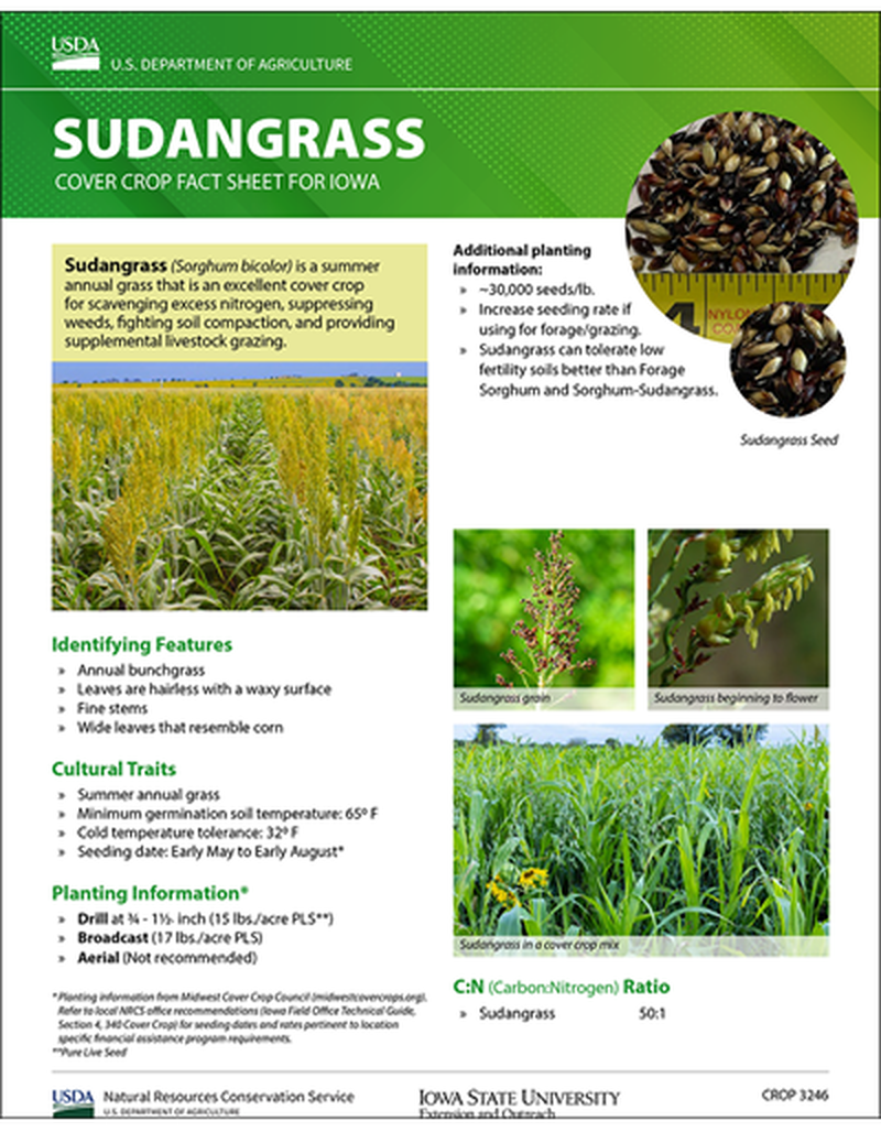Sudangrass: Cover Crop Fact Sheet for Iowa image number 0
