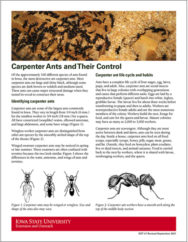 Carpenter Ants and Their Control image number 0