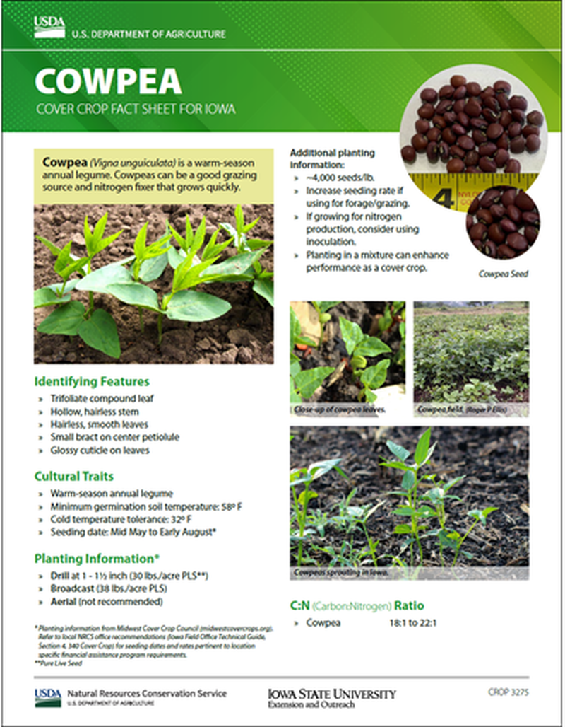 Cowpea: Cover Crop Fact Sheet for Iowa image number 0
