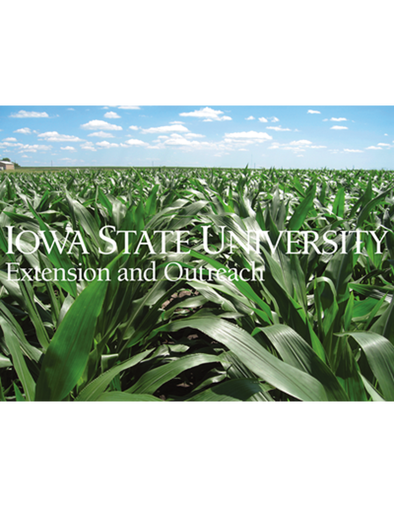 Field photograph of corn mid-season (with sky) image number 0