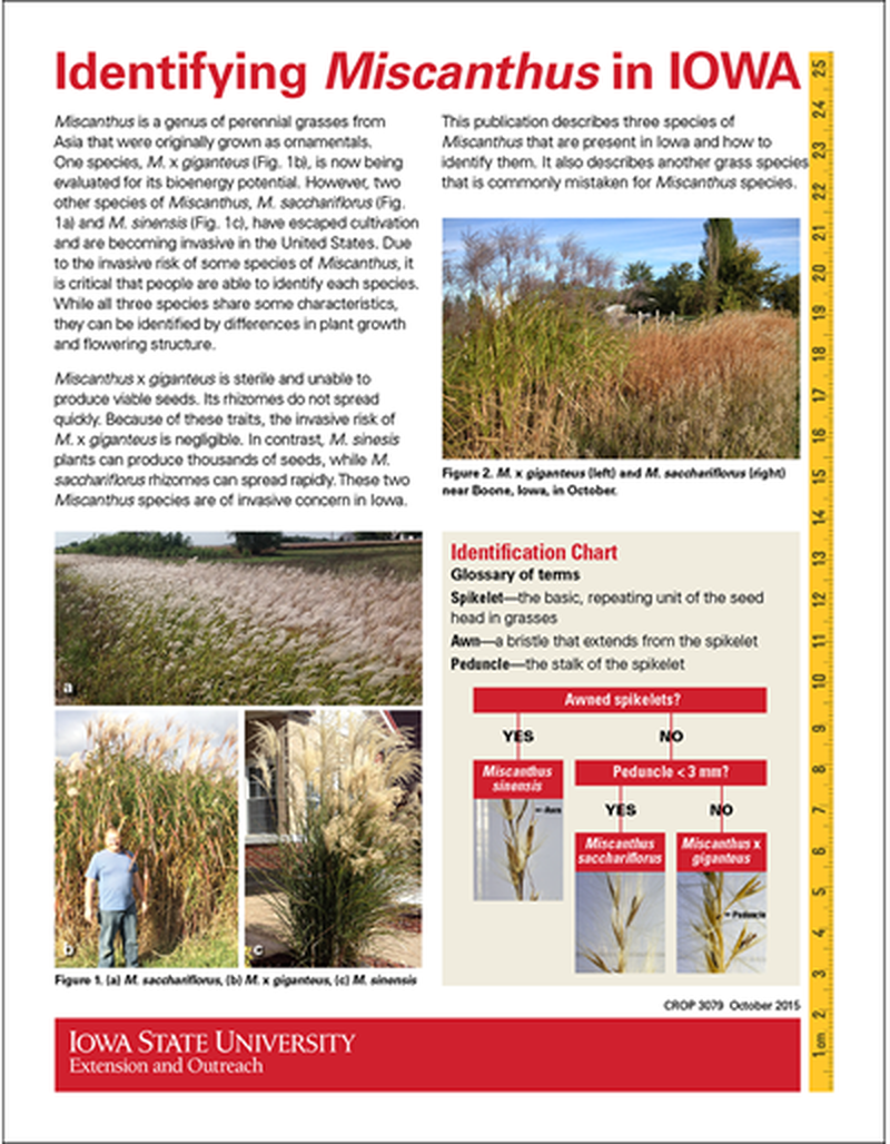Identifying Miscanthus in Iowa image number 0