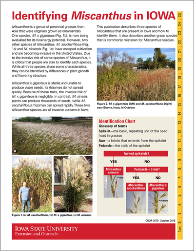 Identifying Miscanthus in Iowa