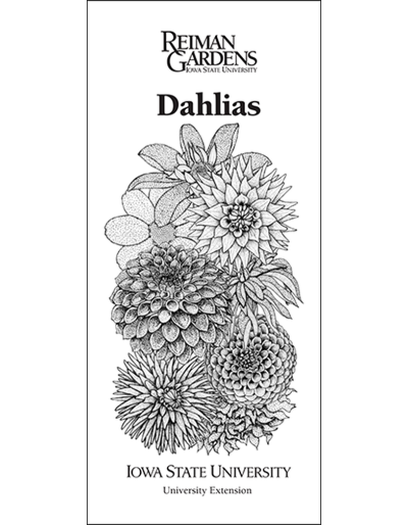 Dahlias -- Reiman Gardens image number 0