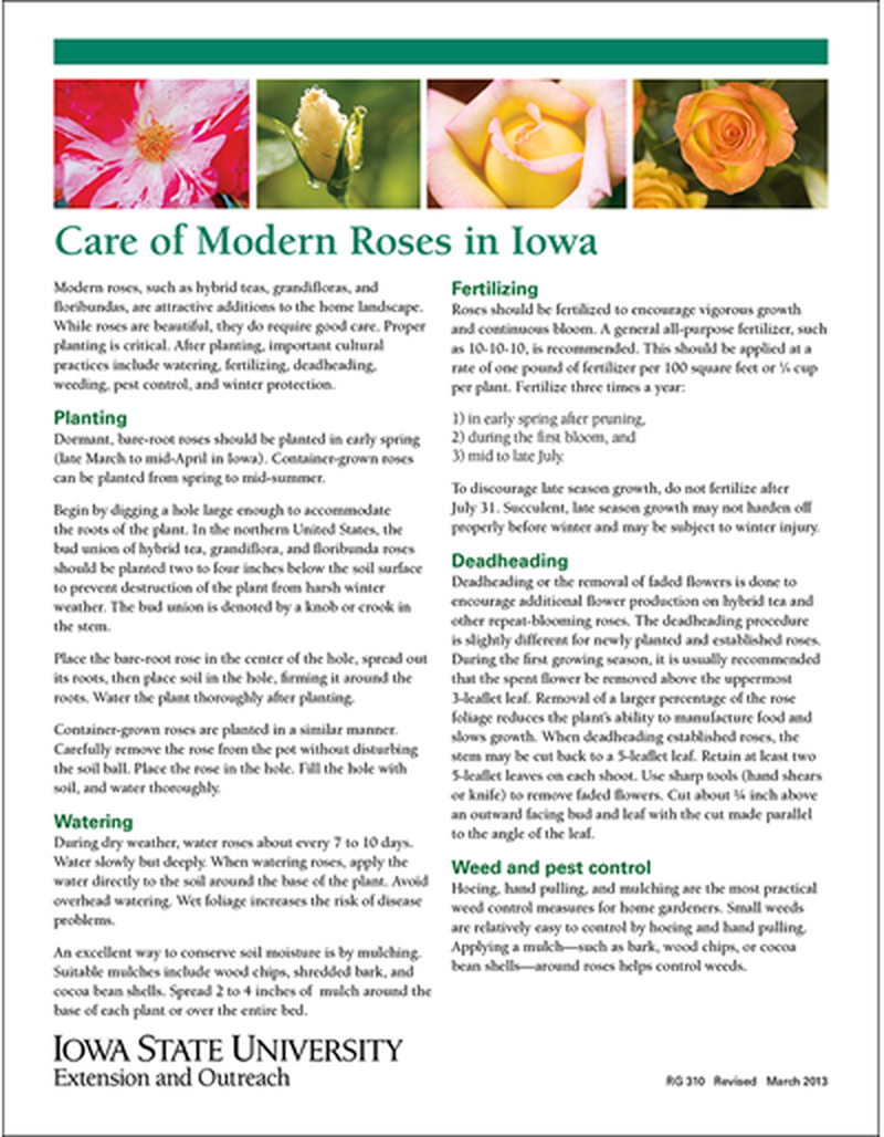 Caring for Roses in Iowa image number 0