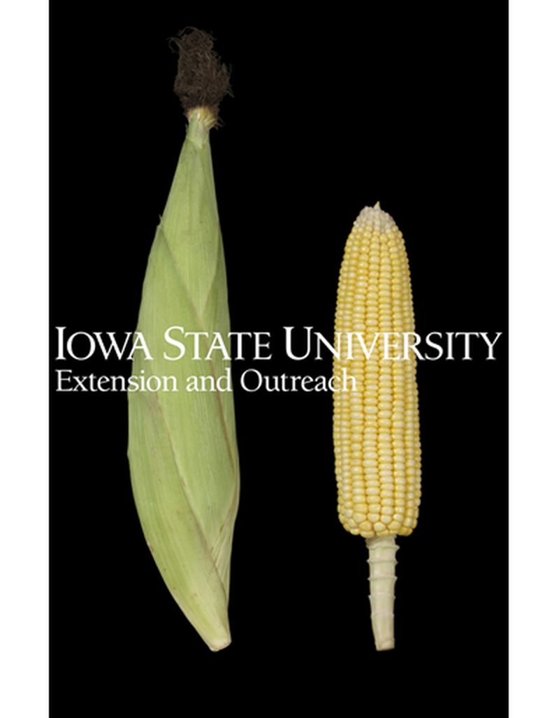 Ear with and without husk leaves from an R4 plant image number 0