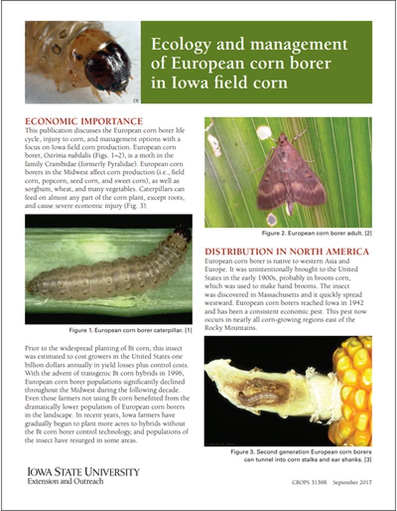 Ecology and management of European corn borer in Iowa field corn image number 0