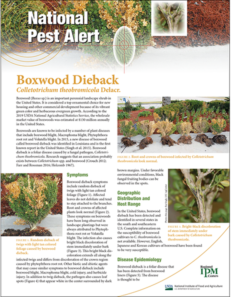 National Pest Alert - Boxwood Dieback image number 0