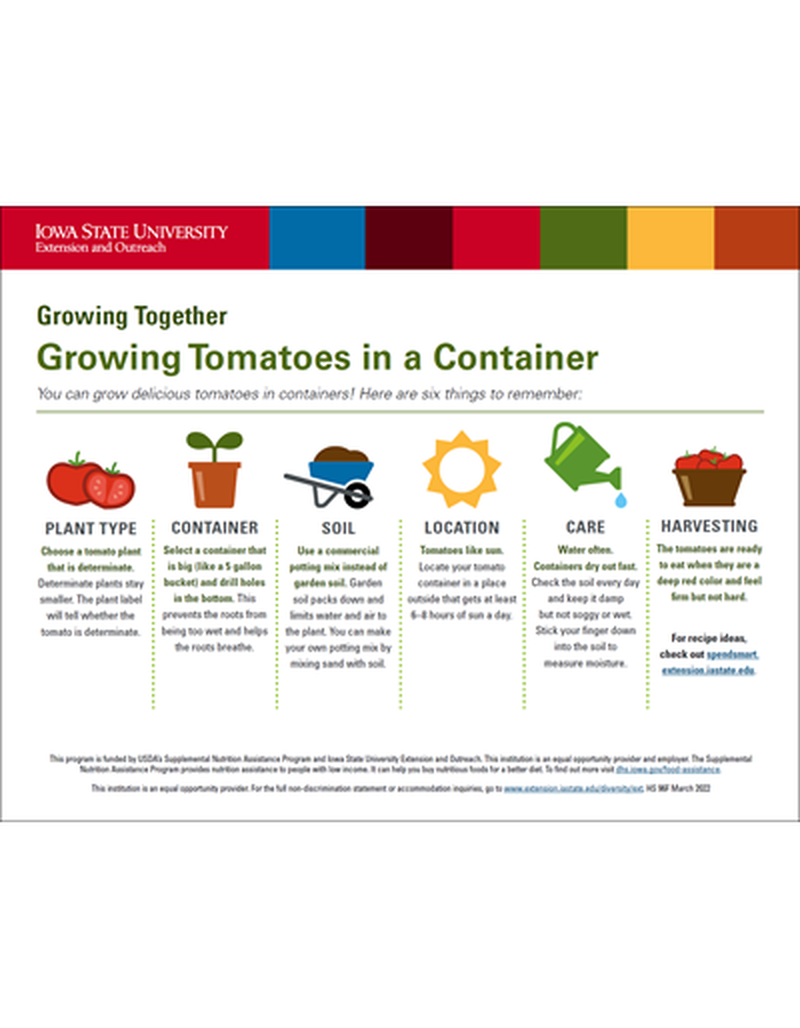 Growing Tomatoes in a Container image number 2