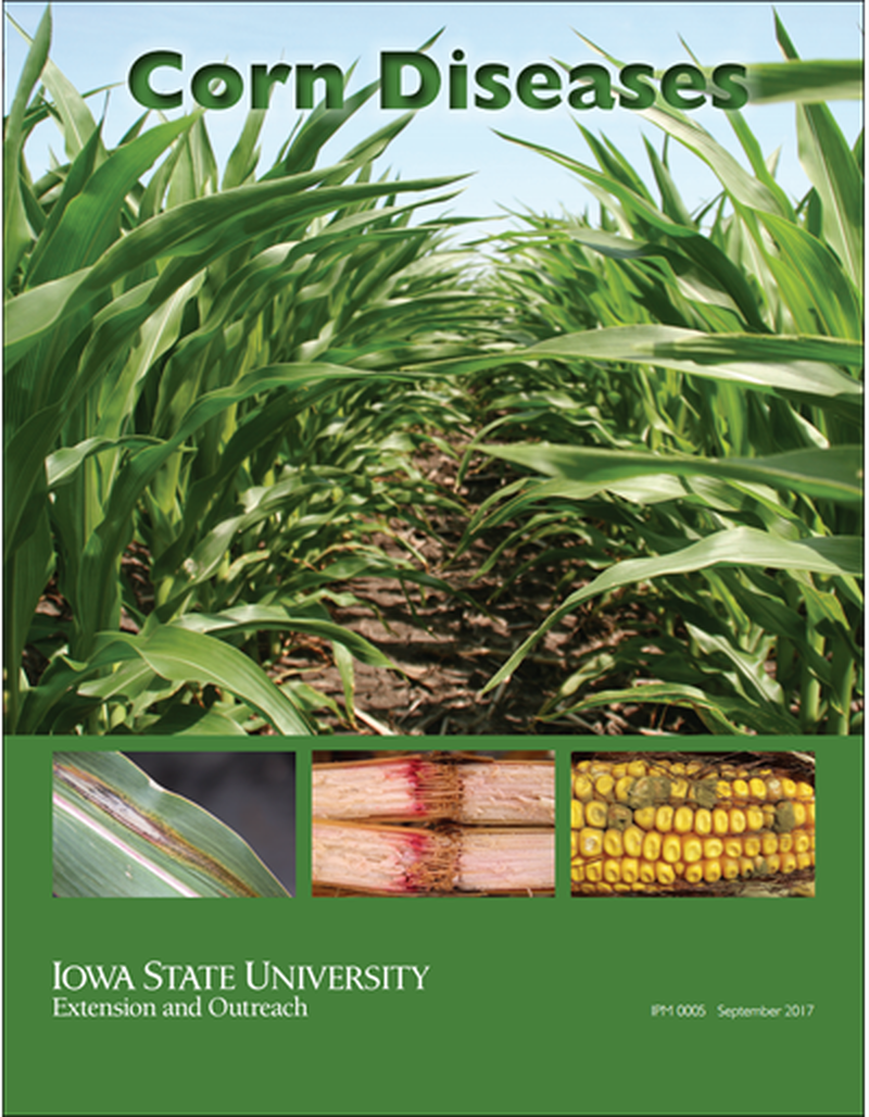 Corn Diseases (Unit=50) image number 0
