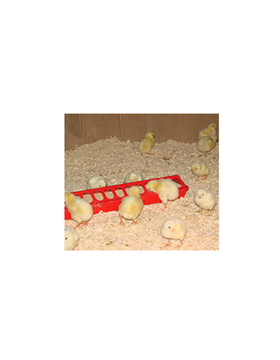 Getting Started with Backyard Chickens eCourse