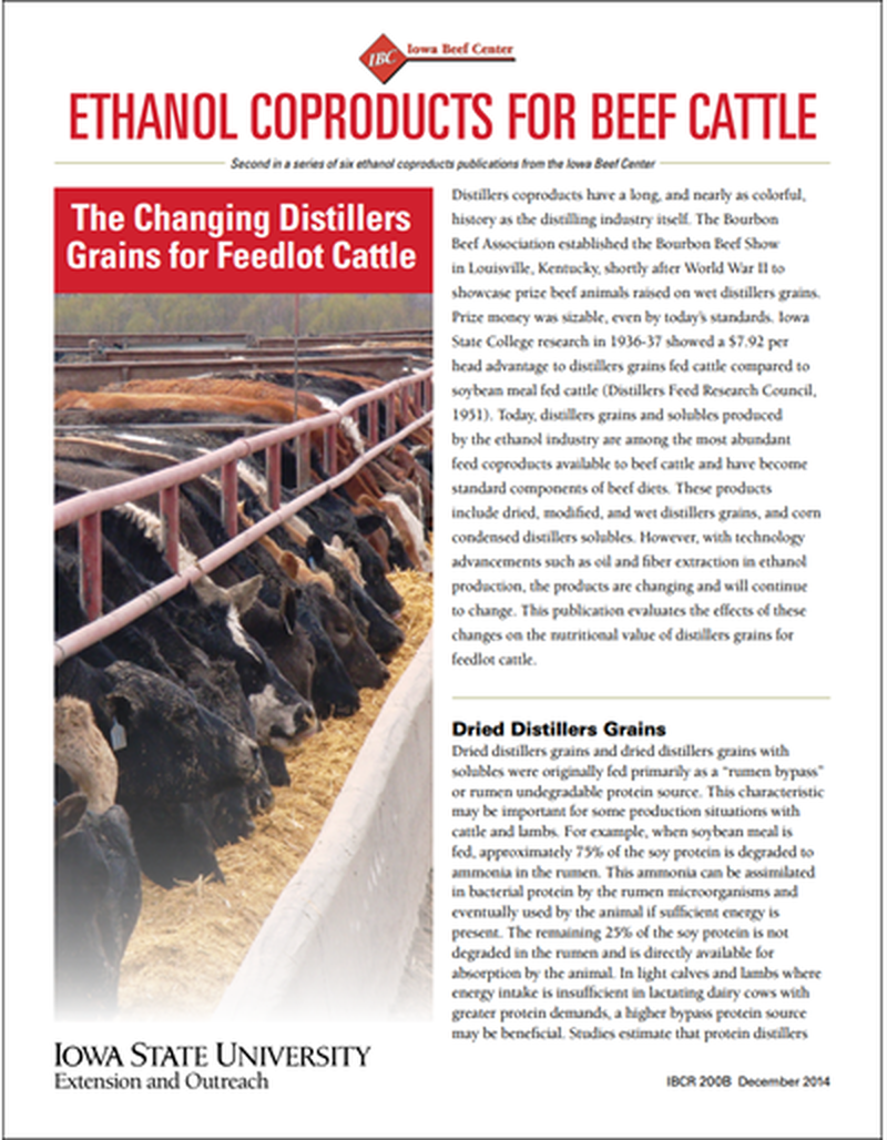 Ethanol Coproducts for Beef Cattle - The Changing Distillers Grains for Feedlot Cattle image number 0